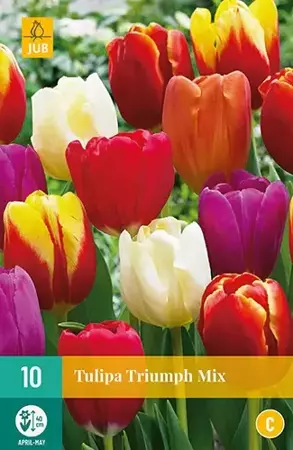 X 10 Tulipa Triumph mix - afbeelding 2