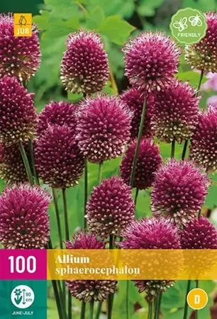 X 100 Allium sphaerocephalon - afbeelding 2