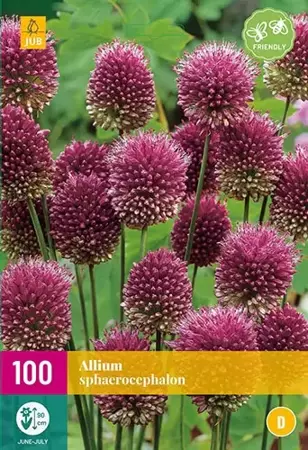 X 100 Allium sphaerocephalon - afbeelding 1