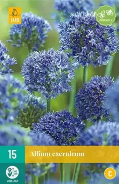 X 15 Allium caeruleum - afbeelding 1