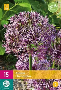 X 15 Allium christophii - afbeelding 2