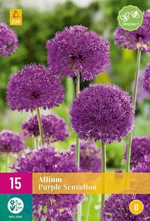 X 15 Allium Purple Sensation - afbeelding 2