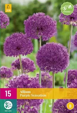 X 15 Allium Purple Sensation - afbeelding 2