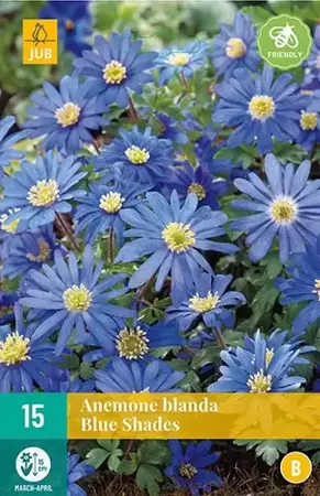 X 15 Anemone bl. Blue Shades - afbeelding 1