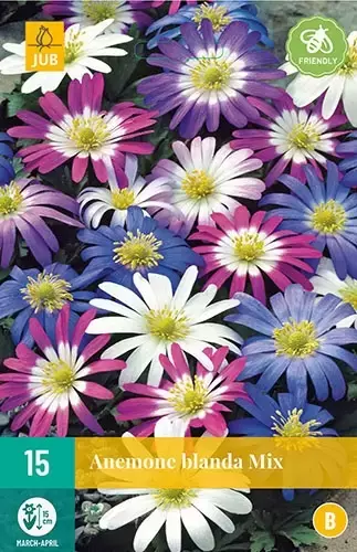 X 15 Anemone blanda mix