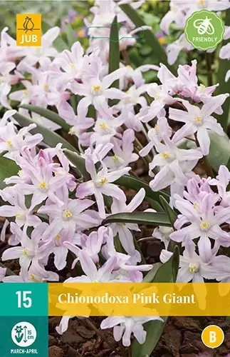 X 15 Chionodoxa Pink Giant