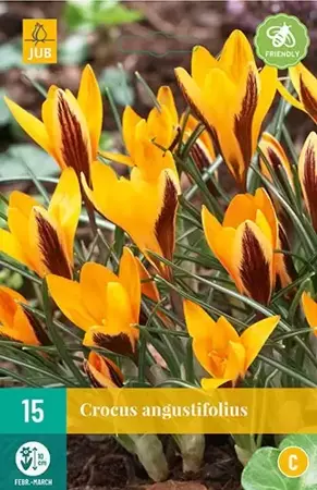 X 15 Crocus angustifolius - afbeelding 1