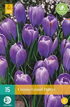 X 15 Crocus Grand Maitre - afbeelding 2