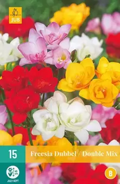 15 Freesia Enkel Mix - afbeelding 2