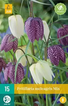 X 15 Fritillaria meleagris mix - afbeelding 2