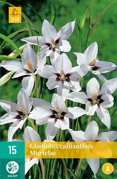 15 Gladiolus Callianthus Murielae - afbeelding 2