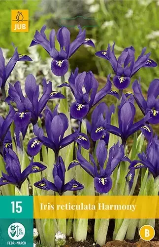 X 15 Iris Harmony