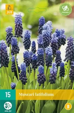 X 15 Muscari latifolium - afbeelding 2