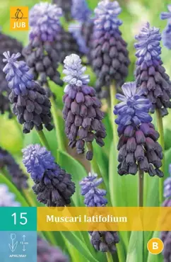 X 15 Muscari latifolium - afbeelding 1