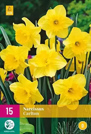 X 15 Narcissus Carlton - afbeelding 2