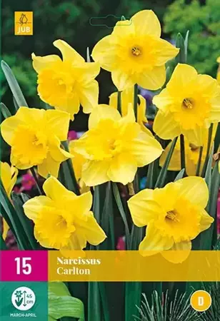 X 15 Narcissus Carlton - afbeelding 1