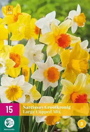 X 15 Narcissus Grootkronig mix - afbeelding 2