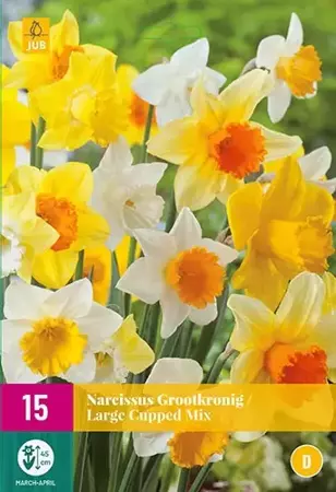 X 15 Narcissus Grootkronig mix - afbeelding 1