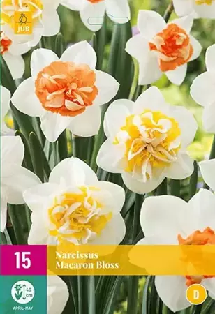 X 15 Narcissus Macaron Bloss