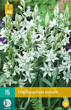 X 15 Ornithogalum nutans - afbeelding 1