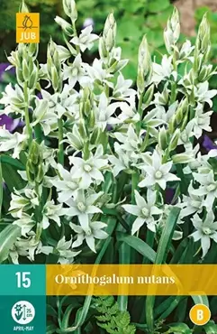 X 15 Ornithogalum nutans - afbeelding 2