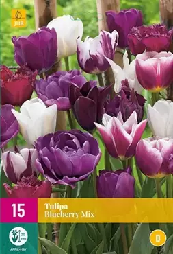 X 15 Tulipa Blueberry mix