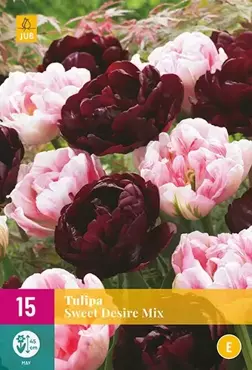 X 15 Tulipa Sweet Desire mix - afbeelding 2