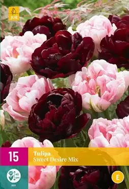 X 15 Tulipa Sweet Desire mix - afbeelding 1