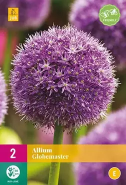 X 2 Allium Globemaster - afbeelding 2