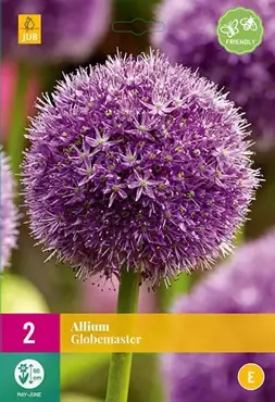 X 2 Allium Globemaster - afbeelding 1