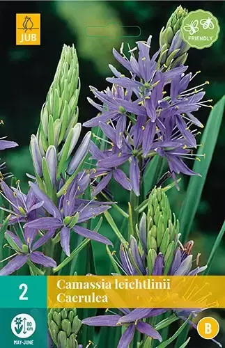 X 2 Camassia leichtlinii Caerulea