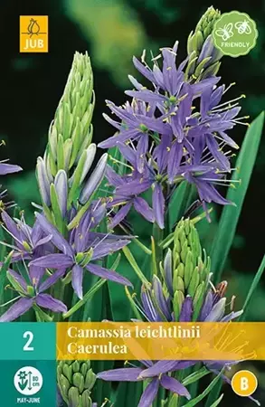 X 2 Camassia leichtlinii Caerulea - afbeelding 2