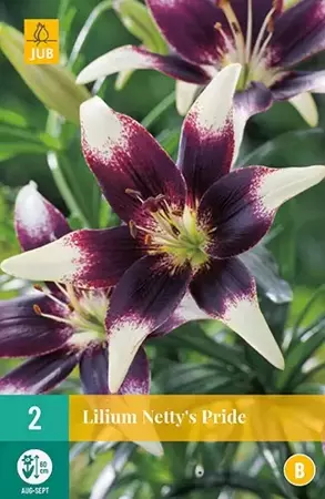 2 Lilium Netty'S Pride - afbeelding 2