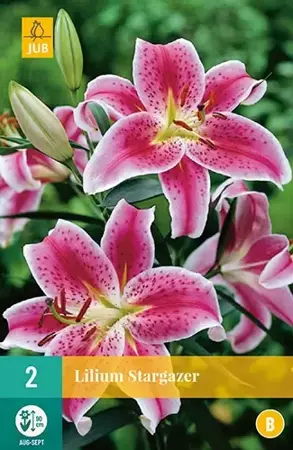 2 Lilium Stargazer - afbeelding 2