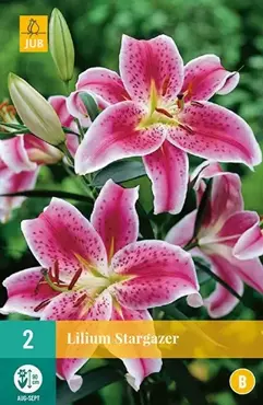 2 Lilium Stargazer - afbeelding 2