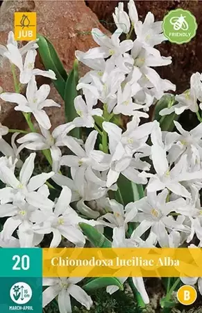 20 CHIONODOA LUCILIAE ALBA 5/+