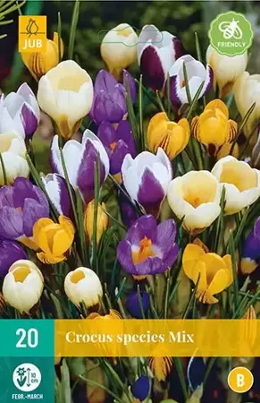 X 20 Crocus species mix - afbeelding 1