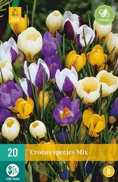 X 20 Crocus species mix - afbeelding 2