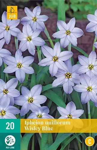 X 20 Ipheion un. Wisley Blue