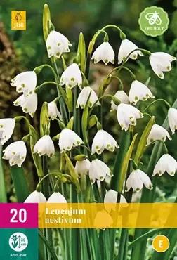 X 20 Leucojum aestivum - afbeelding 2