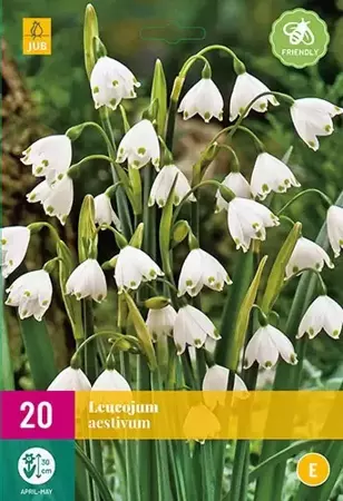 X 20 Leucojum aestivum - afbeelding 1