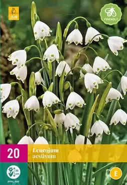 X 20 Leucojum aestivum - afbeelding 1