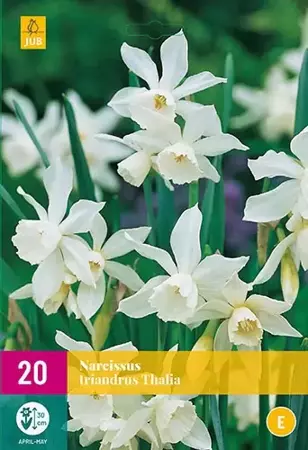 X 20 Narcissus triandrus Thalia