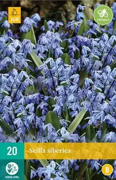 X 20 Scilla siberica - afbeelding 1