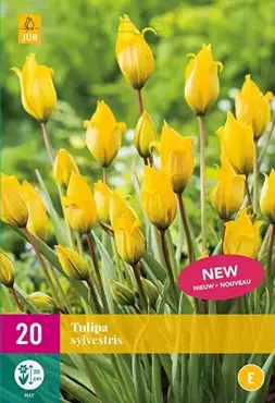 X 20 Tulipa sylvestris - afbeelding 1