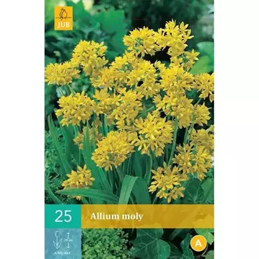 25 ALLIUM MOLY 4/5