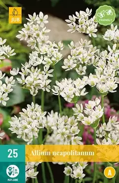 X 25 Allium neapolitanum - afbeelding 2