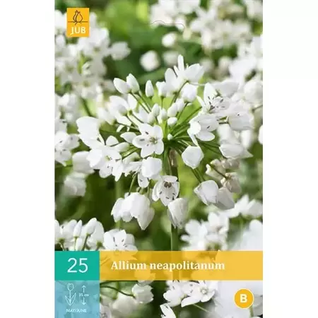 X 25 Allium neapolitanum - afbeelding 1