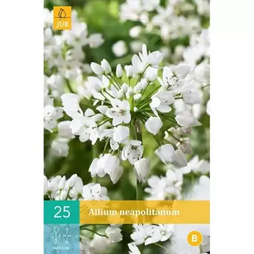 X 25 Allium neapolitanum - afbeelding 1