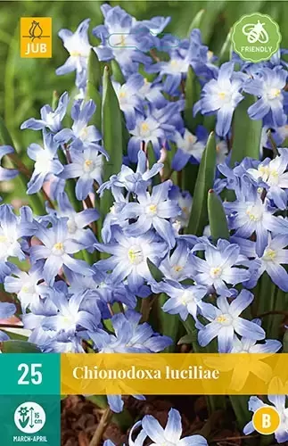 X 25 Chionodoxa luciliae